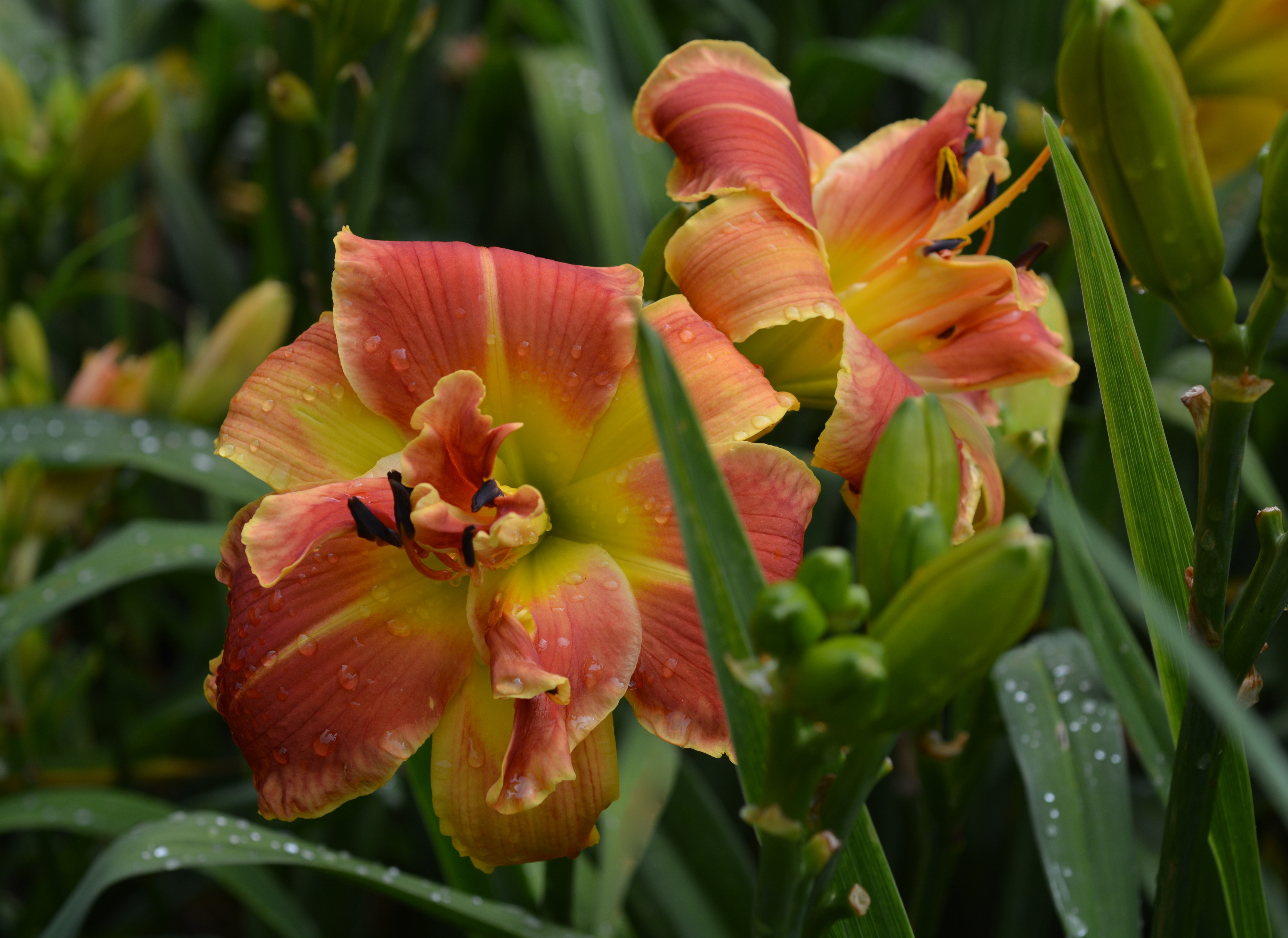Pat Sayers Whispering Hills Garden