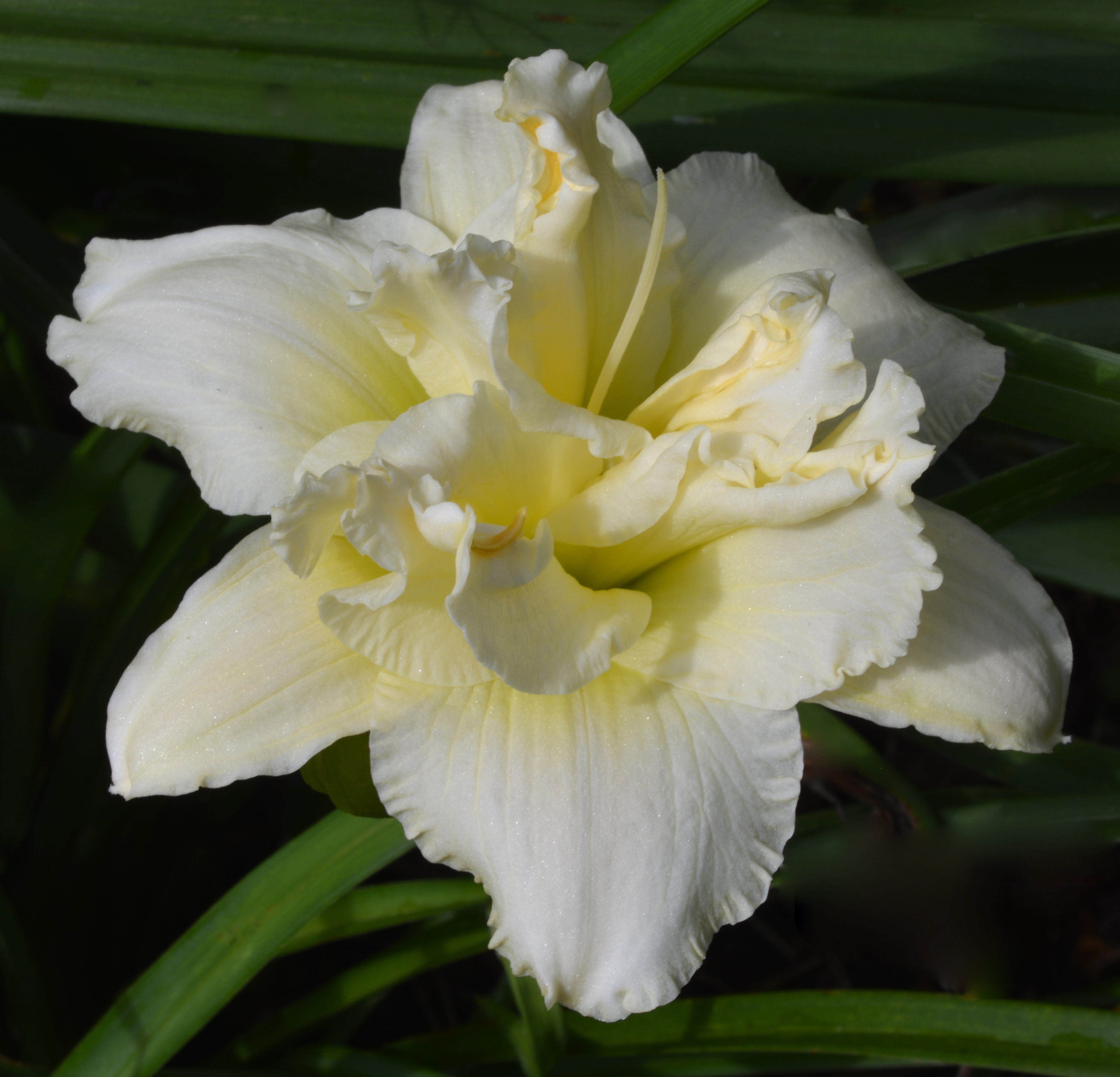 Pat Sayers Whispering Hills Garden