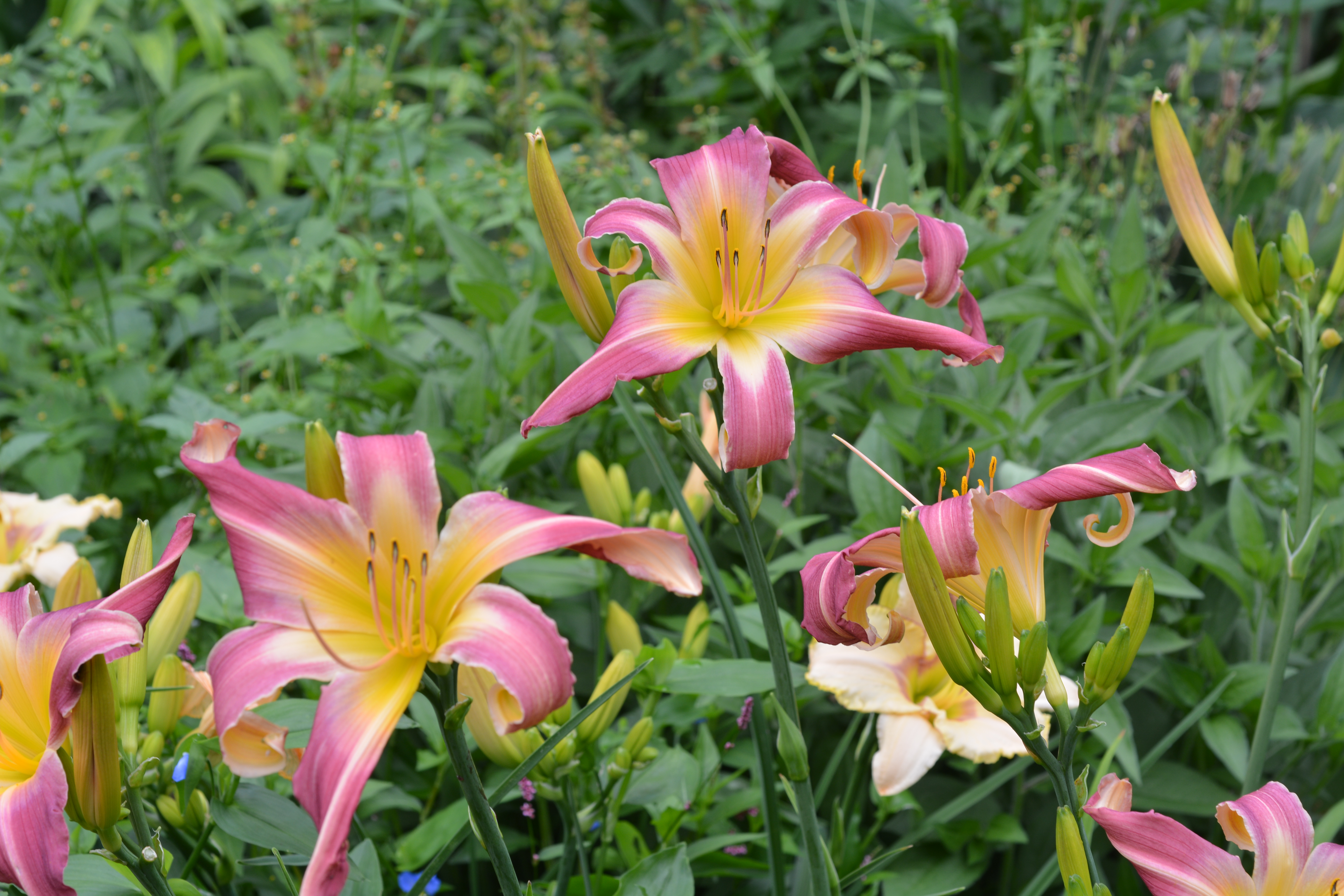 Pat Sayers Whispering Hills Garden - WHISPERING PINK FLAMINGO