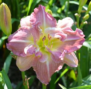 Pat Sayers Whispering Hills Garden - Plants