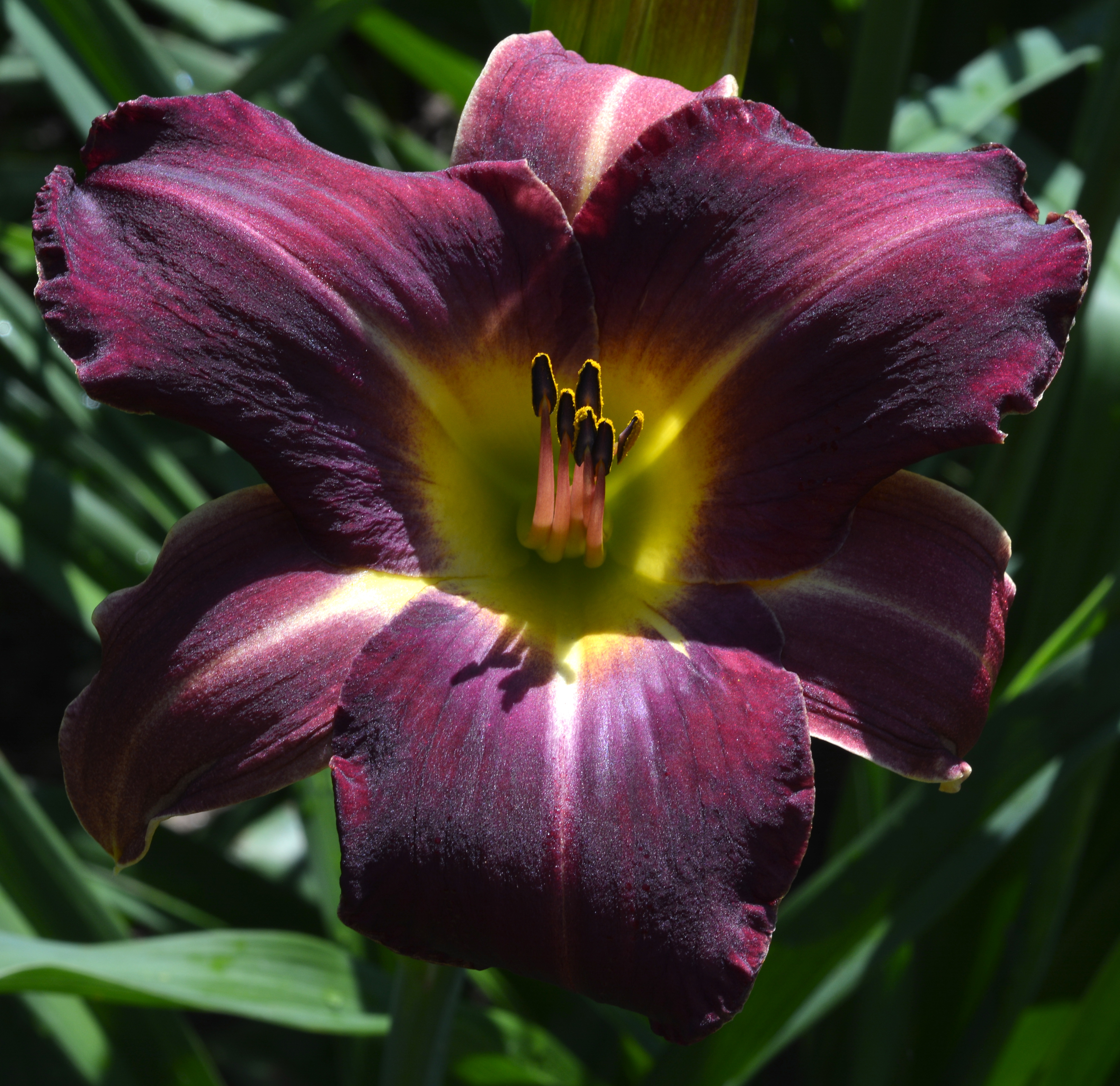 Pat Sayers Whispering Hills Garden - NIGHT INTO LIGHT
