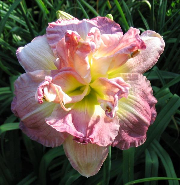 Pat Sayers Whispering Hills Garden - FLUFF YOUR TUTU