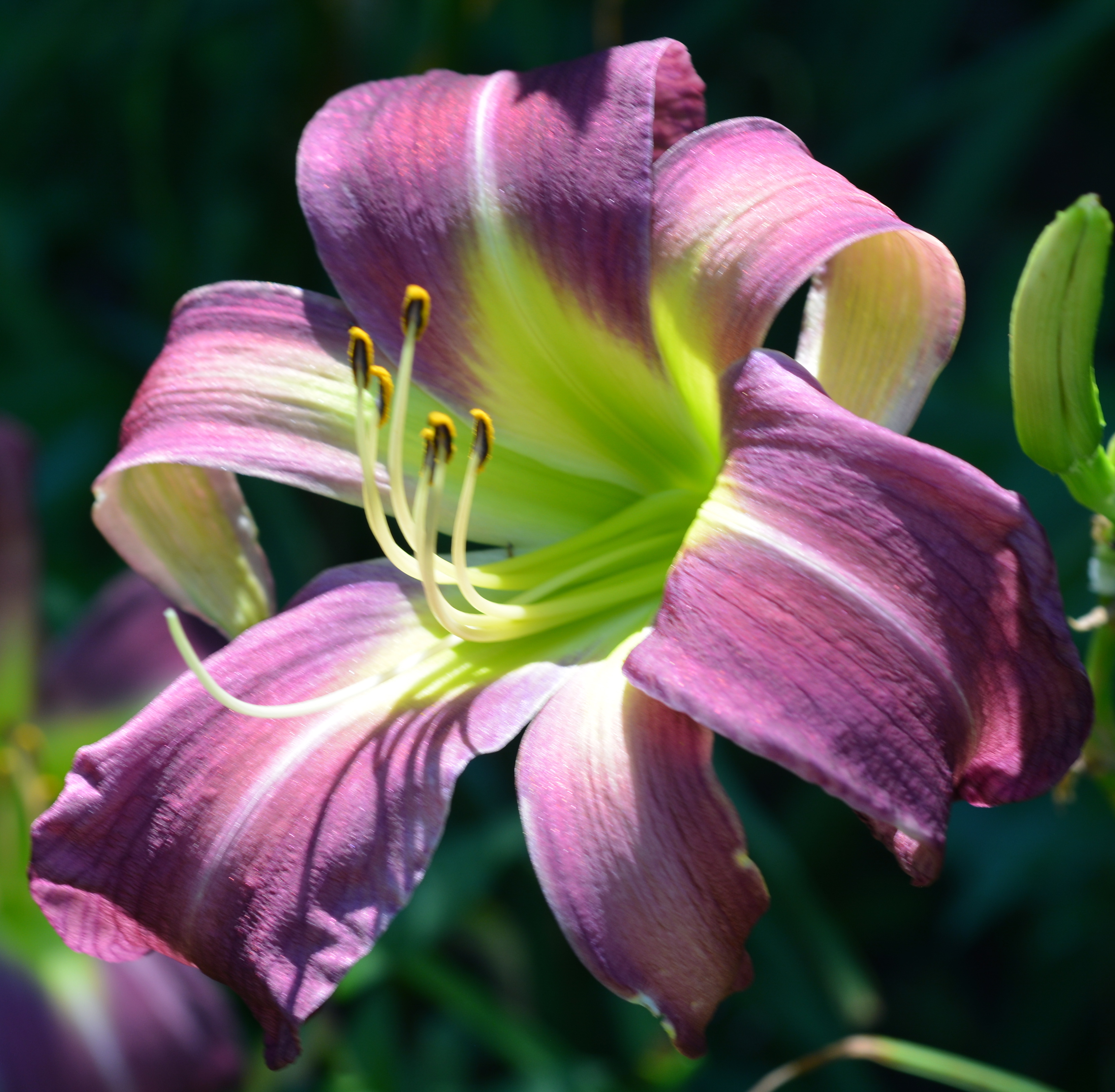 Pat Sayers Whispering Hills Garden - WHISPERING GREEN EYED DRAGON