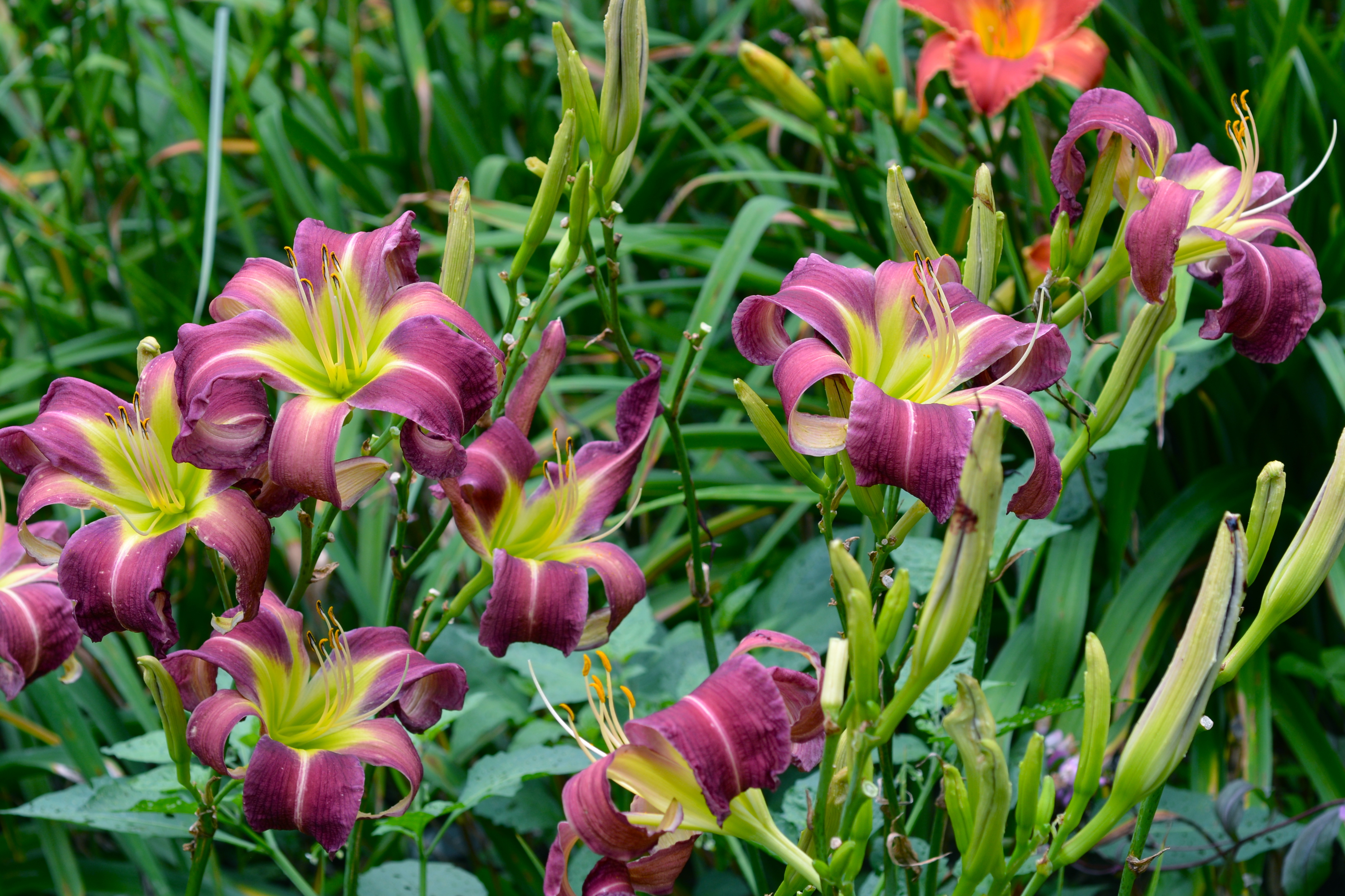 Pat Sayers Whispering Hills Garden - WHISPERING GREEN EYED DRAGON