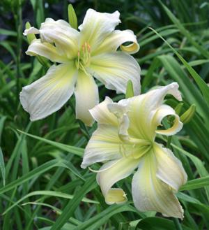 Pat Sayers Whispering Hills Garden - Plants