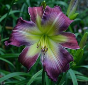 Pat Sayers Whispering Hills Garden - Plants