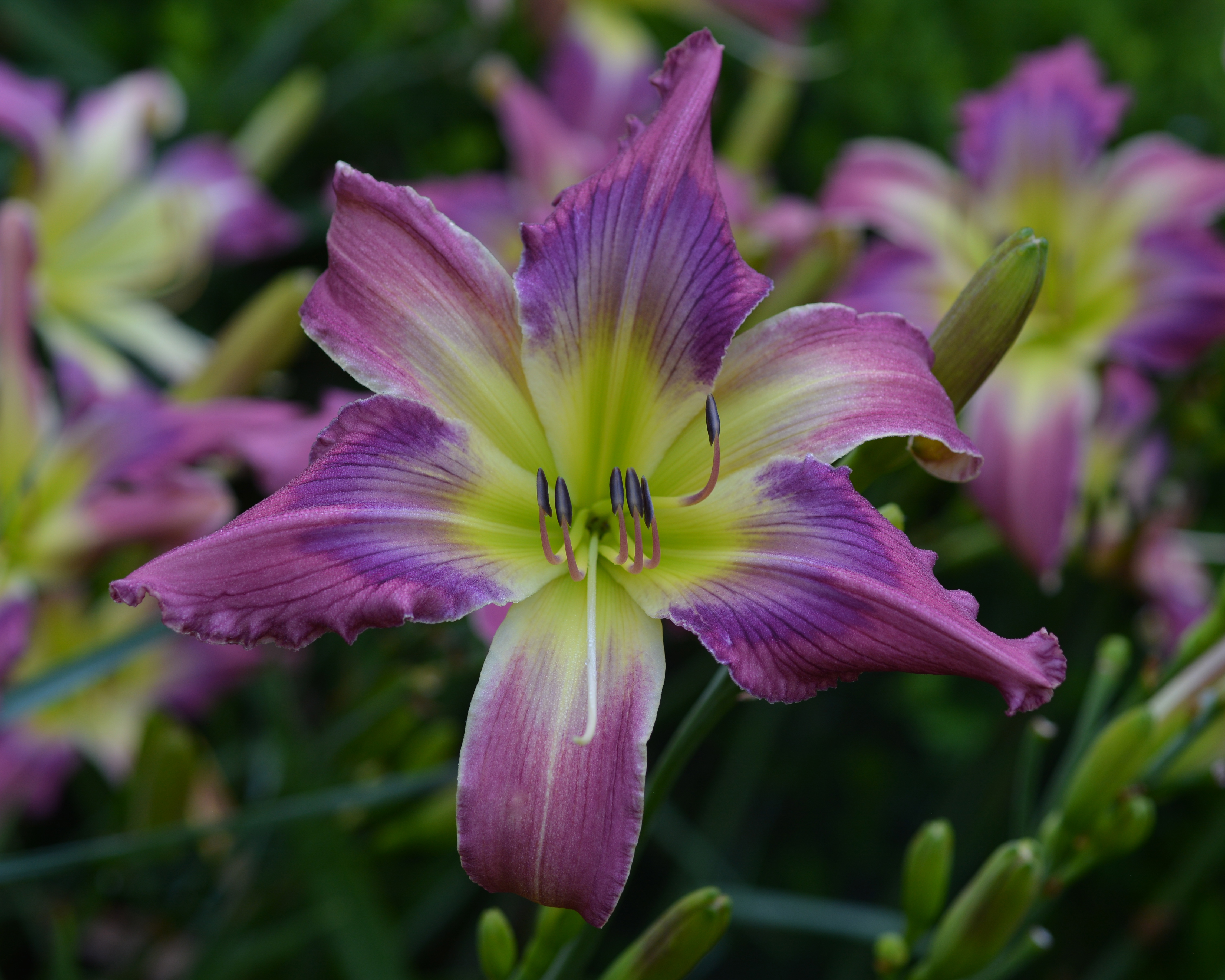 Pat Sayers Whispering Hills Garden - WHISPERING WINGED WIZARD
